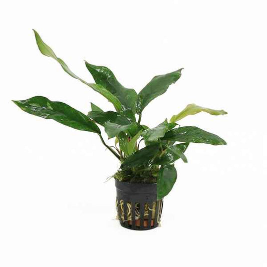 Anubias Minima Variegata - Aquascape - Aquariumplants