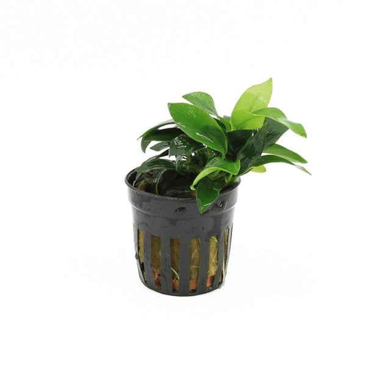 Anubias Nana Mini - Aquascape - Aquariumplants