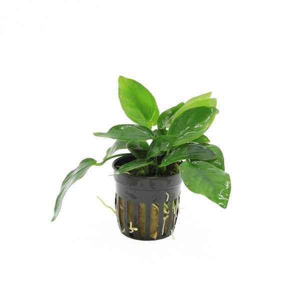 Anubias Nana - Aquascape - Aquariumplants