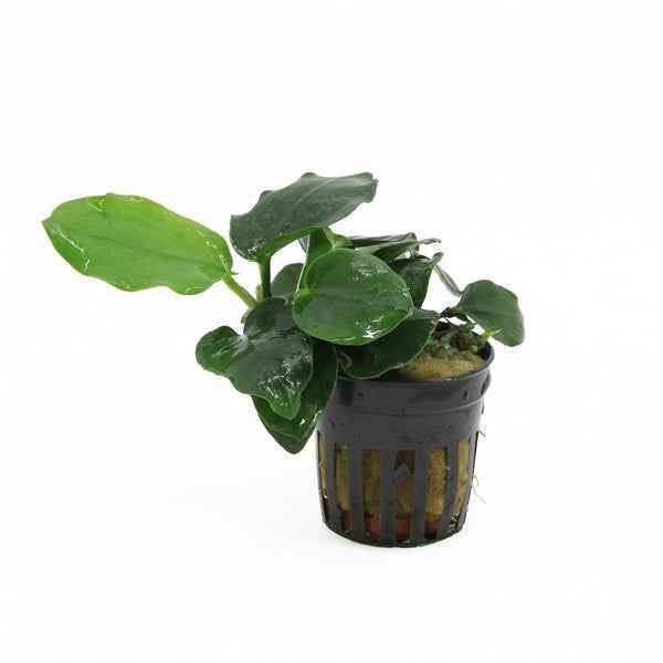Anubias Nana Thick Leaf - Aquascape - Aquariumplants