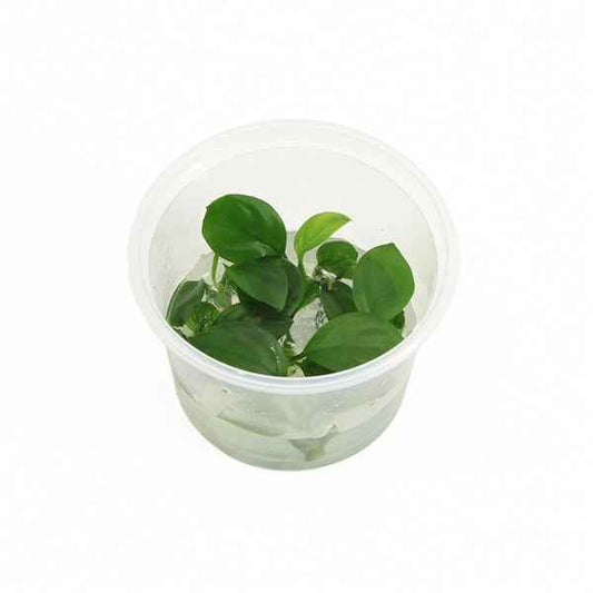 Anubias Nangi - In Vitro - Aquascape - Aquariumplants