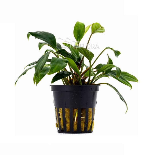 Anubias Sagittae - Aquascape - Aquariumplants
