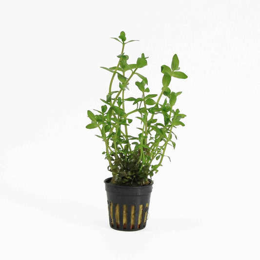Bacopa Caroliniana