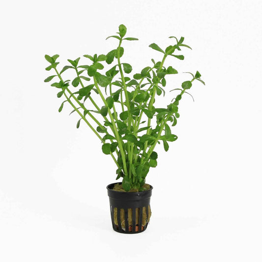 Bacopa Crenata