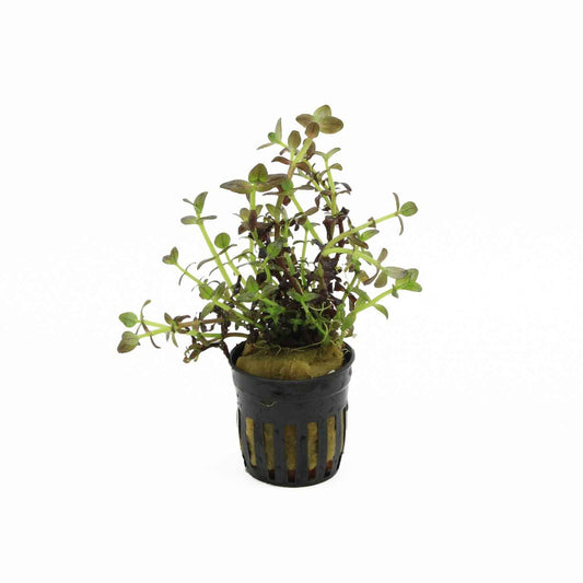 Bacopa Salzmannii 'Purple'