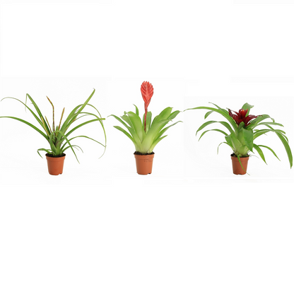 Bromelia 3 Pack - Terrascape - Terrariumplants
