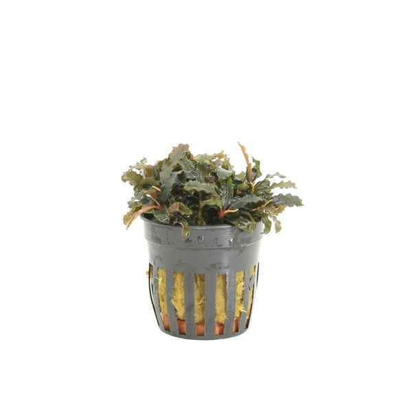 Bucephalandra Biblis - Aquascape - Aquariumplants