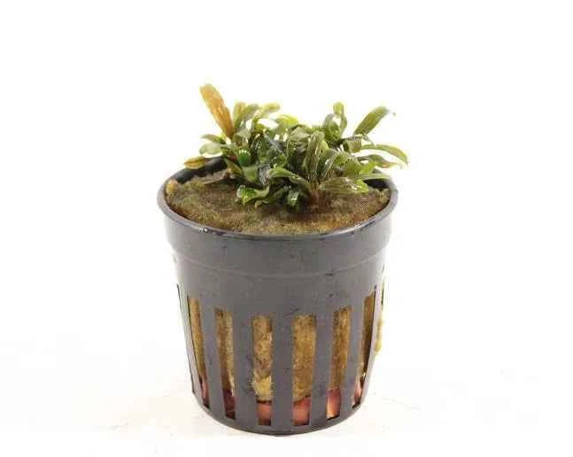Bucephalandra Deep Purple - Aquascape - Aquariumplants