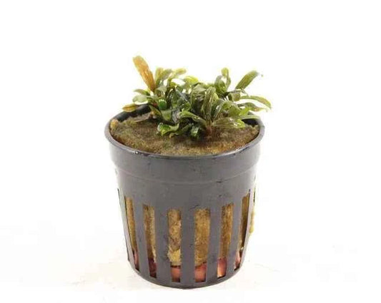 Bucephalandra Deep Purple - Aquascape - Aquariumplants