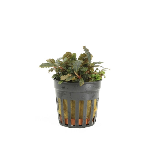 Bucephalandra Lamandau - Aquascape - Aquariumplants