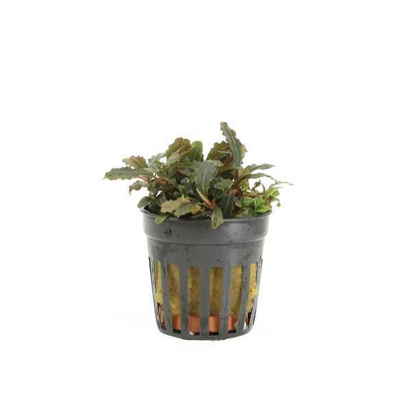 Bucephalandra Lamandau - Aquascape - Aquariumplants