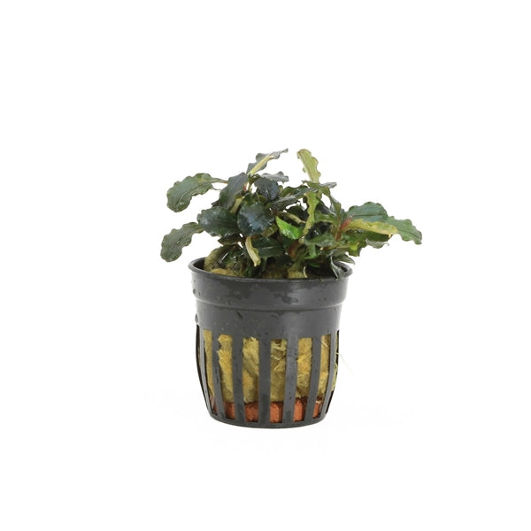 Bucephalandra Maia - Aquascape -Aquariumplants