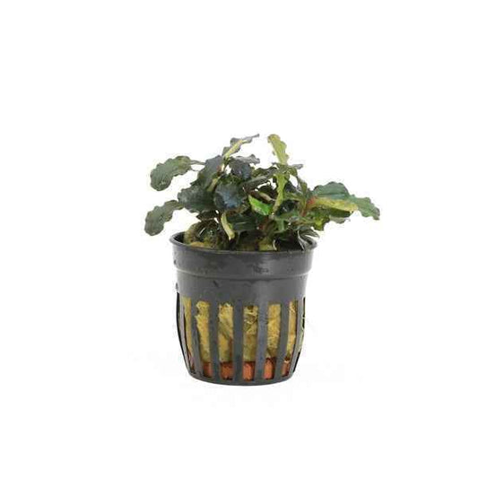 Bucephalandra Maia - Aquascape - Aquariumplants