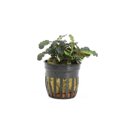 Bucephalandra Maia - Aquascape - Aquariumplants
