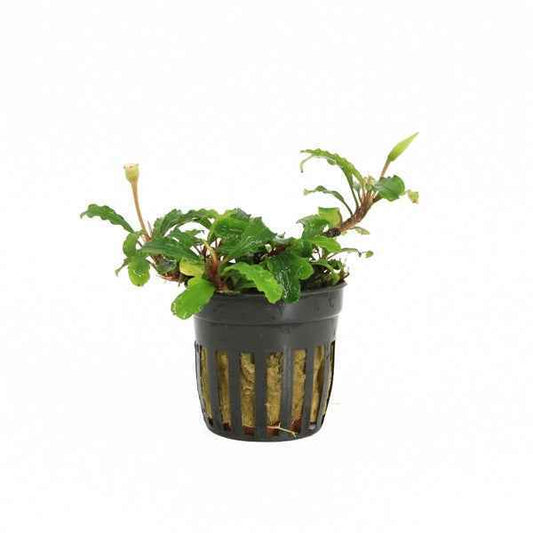 Bucephalandra Sintang - Aquascape - Aquariumplants
