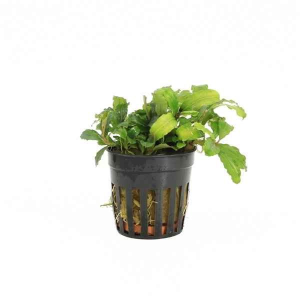 Bucephalandra Theia Green - Aquascape - Aquariumplants