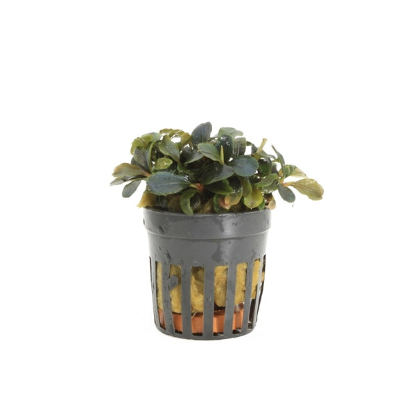 Bucephalandra Theia Red - Aquascape - Aquariumplants