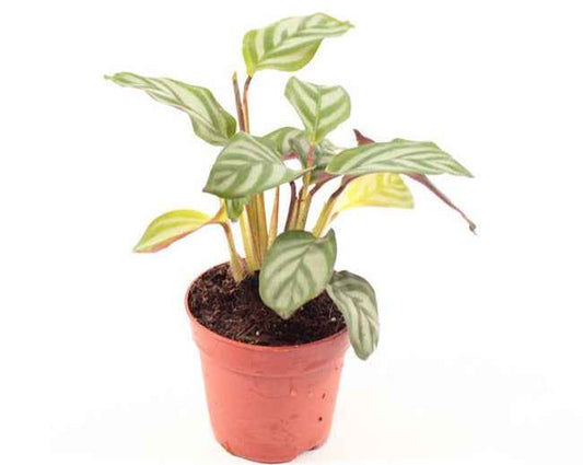 Calathea Mix