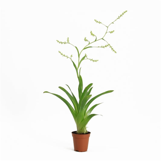 Catopsis Bromelia - Terrascape - Terrariumplants
