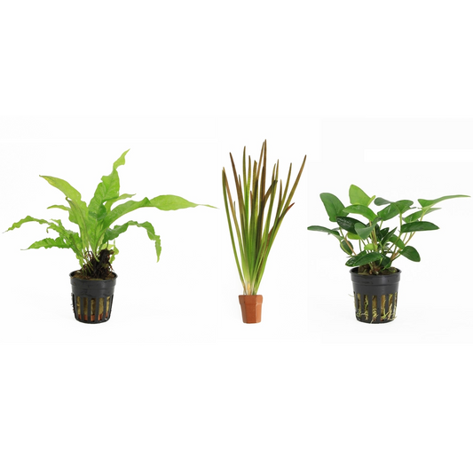 Cichlid 3 Pack - Aquascape - Aquariumplants