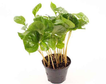 Coffea Arabica - Terrariumplants - Terrascape