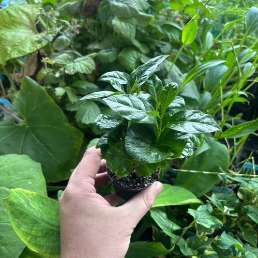 Coffea Arabica - Terrascape - Terrariumplants