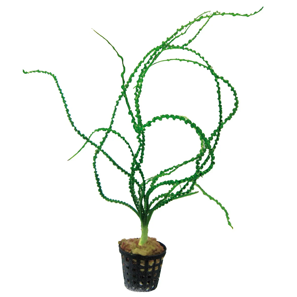 Crinum Calamistratum - Aquascape - Aquariumplants