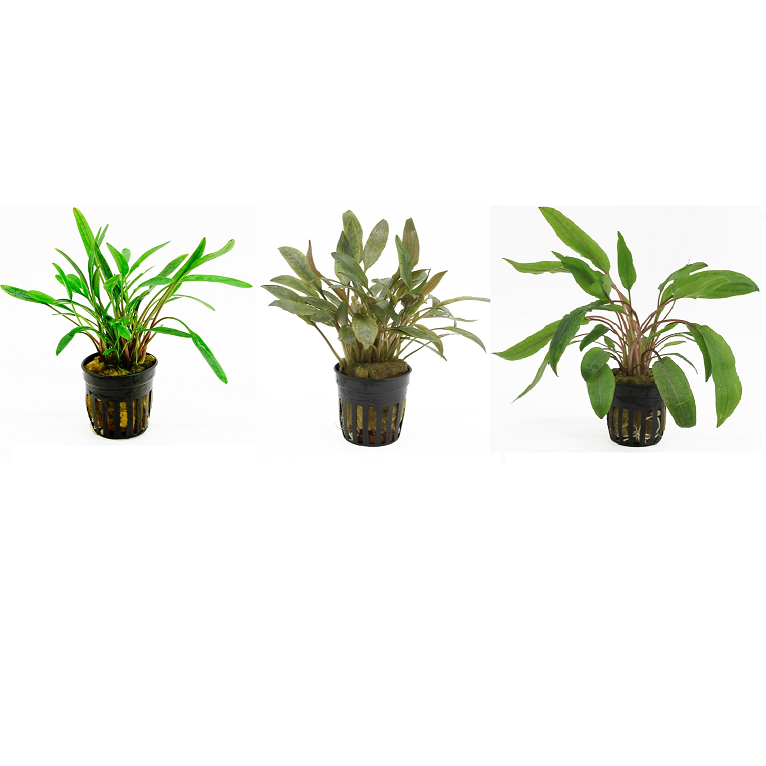 Cryptocoryne 3 Pack - Aquascape - Aquariumplants