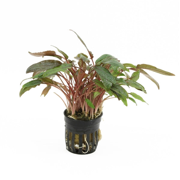 Cryptocoryne Beckettii - Aquascape - Aquariumplants