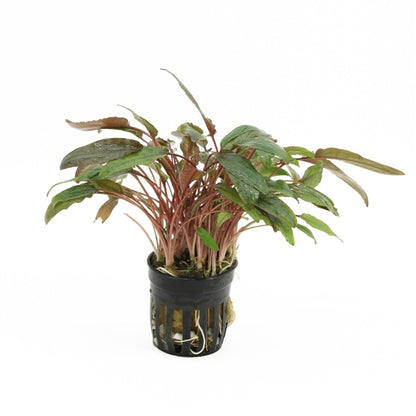 Cryptocoryne Beckettii - Aquascape - Aquariumplants