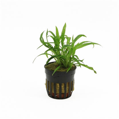 Cryptocoryne Costata - Aquascape - Aquariumplants
