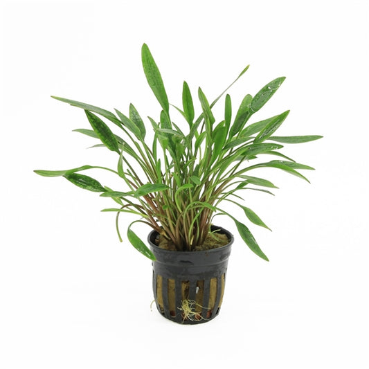 Cryptocoryne Lucens - Aquascape - Aquariumplants