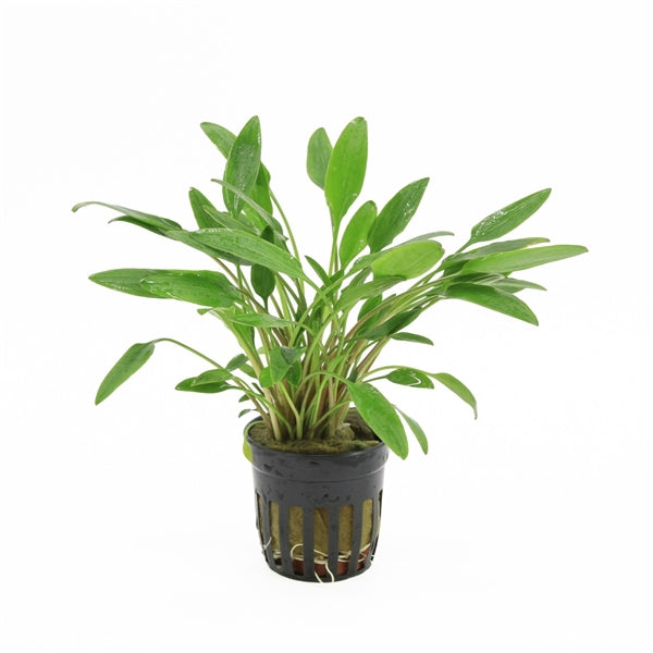Cryptocoryne Lutea - Aquascape - Aquariumplants