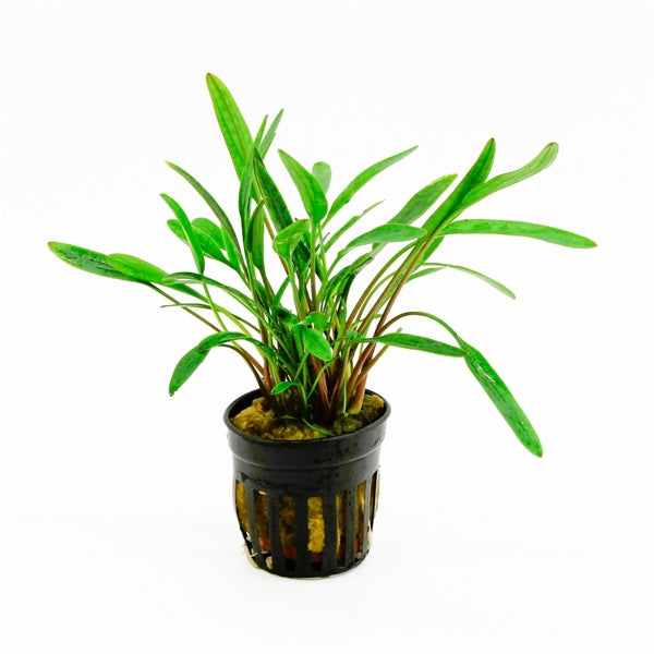 Cryptocoryne Nevellii - Aquascape - Aquariumplants