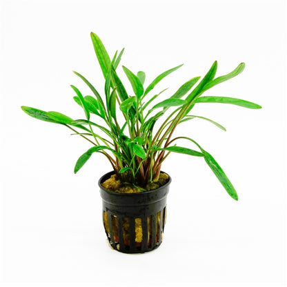 Cryptocoryne Nevellii - Aquascape - Aquariumplants