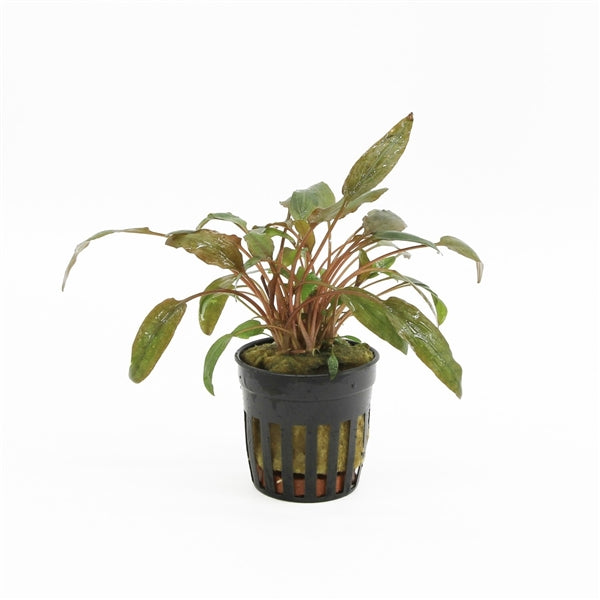 Cryptocoryne Petchii - Aquascape - Aquariumplants