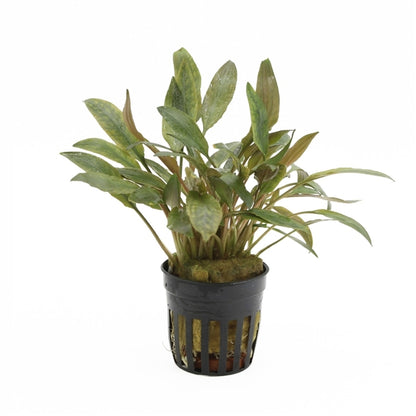 Cryptocoryne Petchii Pink - Aquascape - Aquariumplants