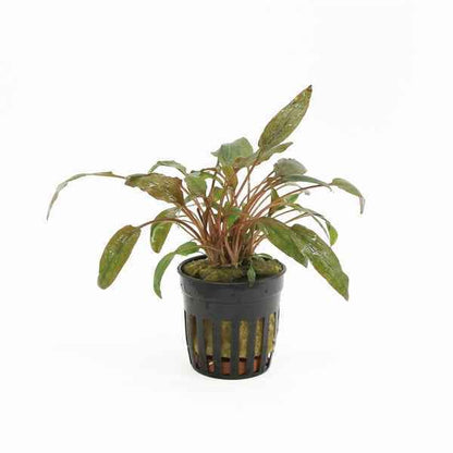 Cryptocoryne Petchii - Aquascape - Aquariumplants