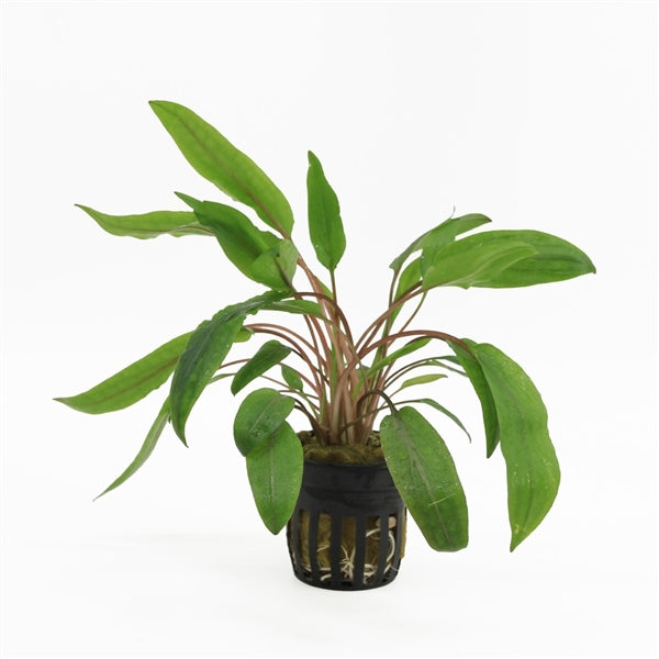 Cryptocoryne Undulatus - Aquascape - Aquariumplants