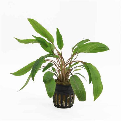 Cryptocoryne Undulatus - Aquascape - Aquariumplants