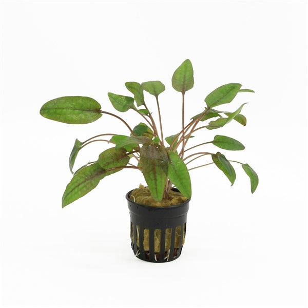 Cryptocoryne Walkerii - Aquascape - Aquariumplants
