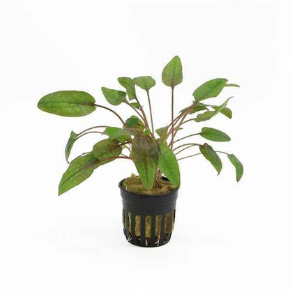 Cryptocoryne Walkerii - Aquascape - Aquariumplants