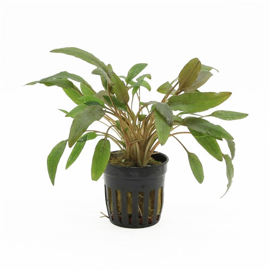 Cryptocoryne Wendtii Brown - Aquascape - Aquariumplants
