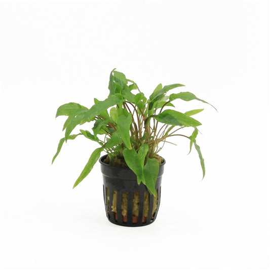 Cryptocoryne Wendtii Green - Aquascape - Aquariumplants