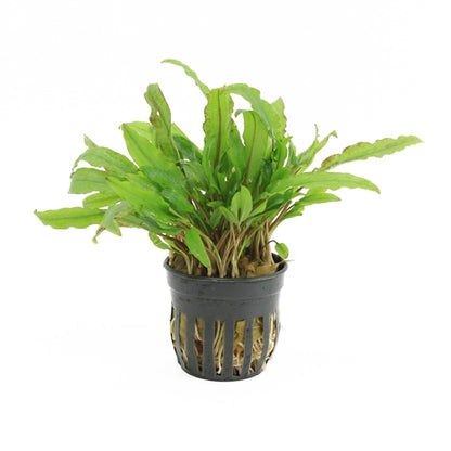 Cryptocoryne Wendtii Green Gecko - Aquascape - Aquariumplants