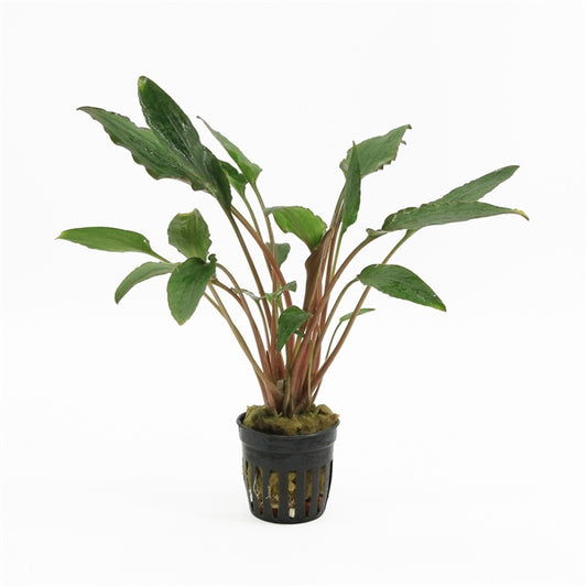 Cryptocoryne Wendtii Red - Aquascape - Aquariumplants