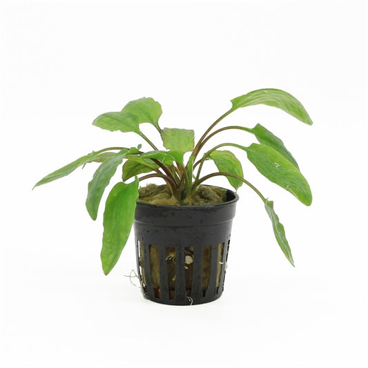 Cryptocoryne Willissii - Aquascape - Aquariumplants