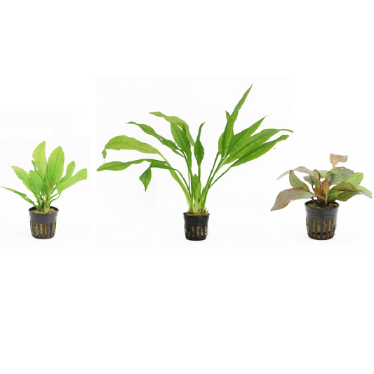 Echinodorus 3 Pack - Aquascape - Aquariumplants