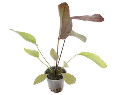 Echinodorus Aflame - Aquascape - Aquariumplants