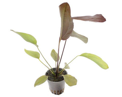 Echinodorus Aflame - Aquascape - Aquariumplants
